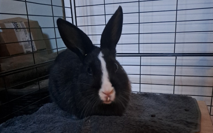 Zbiórka Dla Aterki - zdjęcie główne