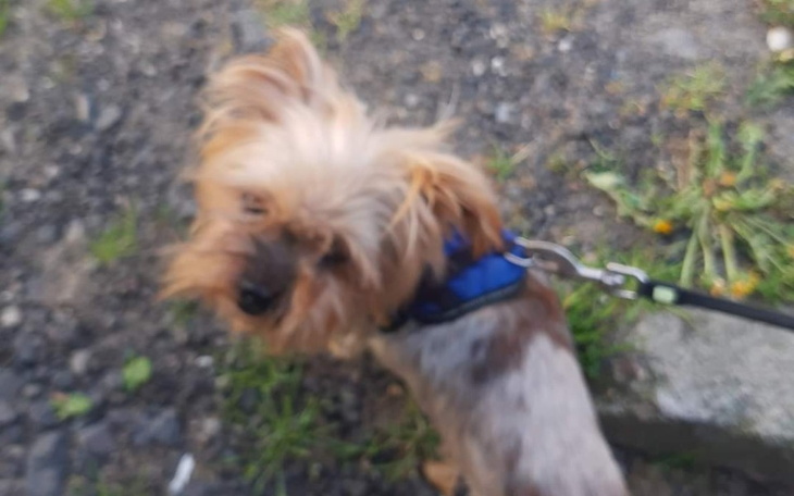 Zbiórka Na ratunek pieska czynsz - zdjęcie główne