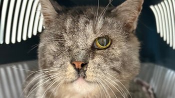 Zbiórka Pomocy dla kociego seniora Litka - miniaturka zdjęcia