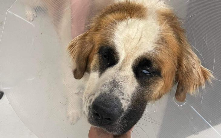 Zbiórka Ratowanie życia Stelli - zdjęcie główne