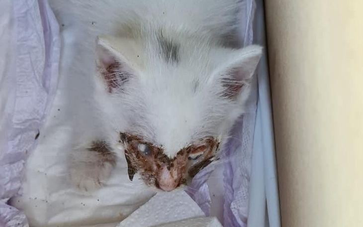 Zbiórka dla kotków z Dzierzgonia - zdjęcie główne