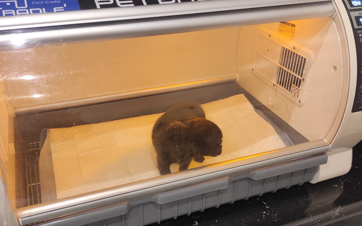 Zbiórka Siostry walczą z zapaleniem płuc - zdjęcie główne