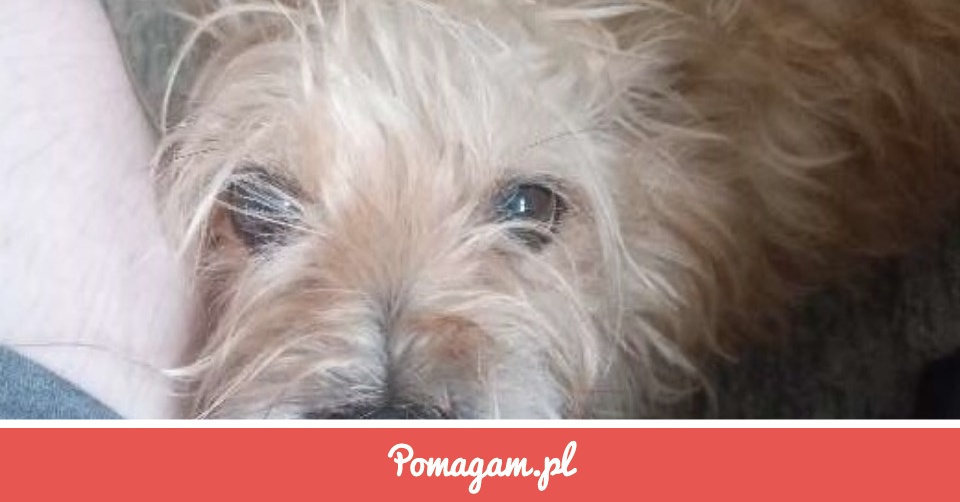 Zabieg dla Candy Sebastian Dmochowski Pomagam.pl