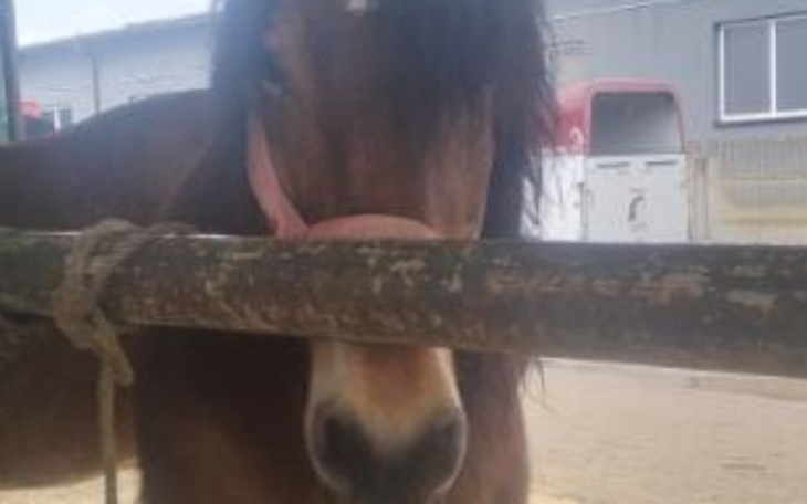 Koń przywiązany do słupa w stajni.