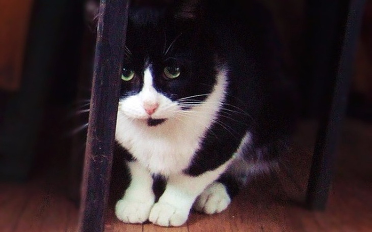 Zbiórka Feliks bez ogonka prosi o pomoc - zdjęcie główne