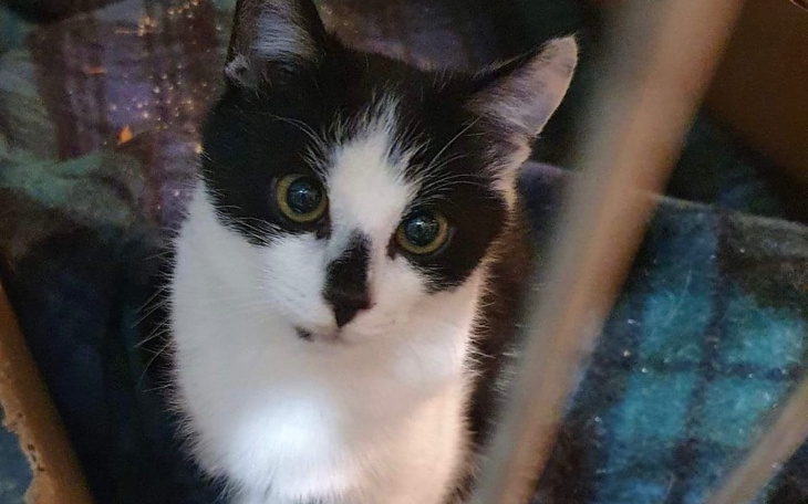 Zbiórka Żwirek dla 24 kotów - zdjęcie główne