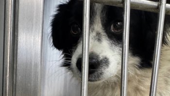 Zbiórka Pies cierpiał od wiosny💔 - miniaturka zdjęcia