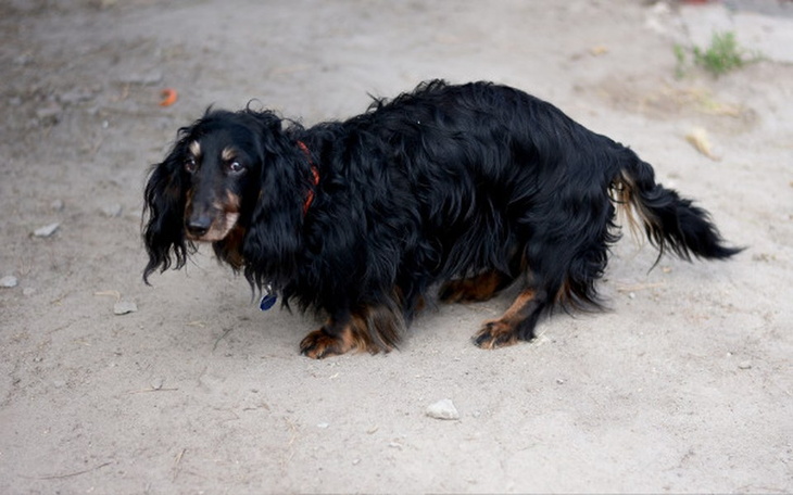 Zbiórka KRECIK - rodowód i co z tego? - zdjęcie główne