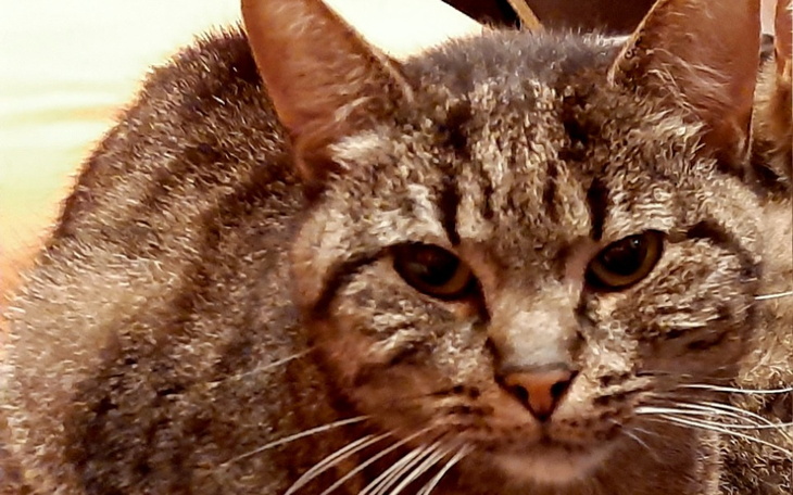 Zbiórka Puchatka błaga o szansę - zdjęcie główne