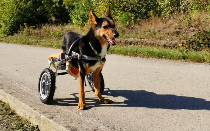 Pies na wózku inwalidzkim, radosny na spacerze.