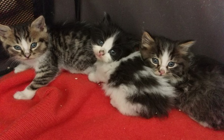 Trzy małe kotki bawiące się na czerwonym kocyku.