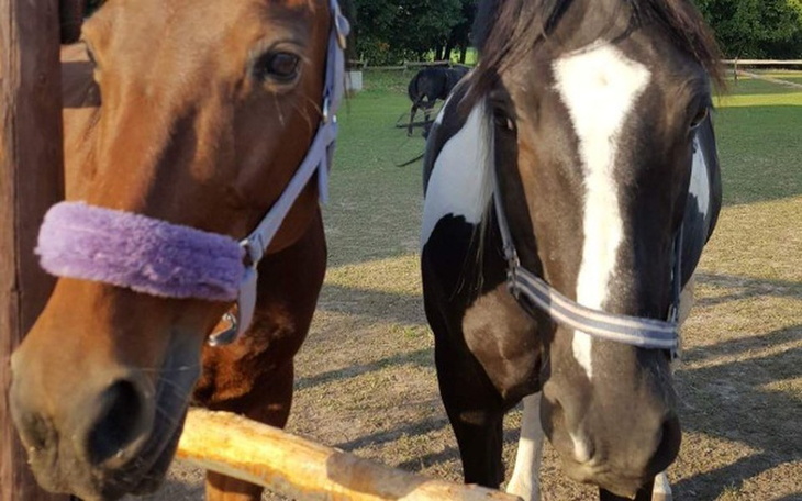 Zbiórka Ocalmy te cudo z rzezi ! - zdjęcie główne
