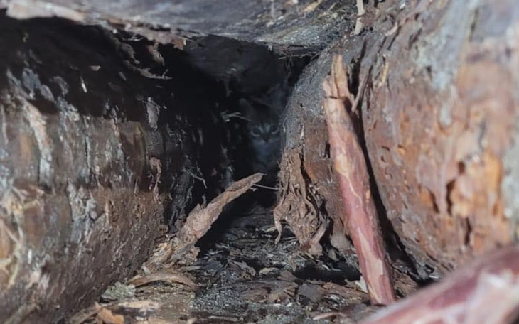 Zbiórka Maluch z tartaku - zdjęcie główne