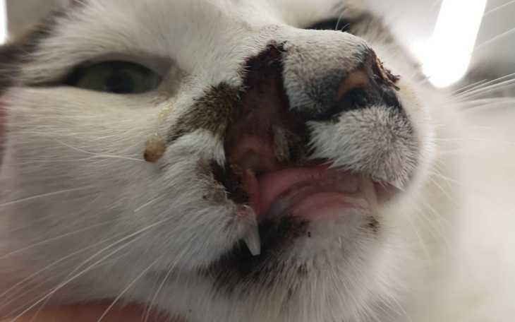 Zbiórka Koszmarnie zmasakrowany pyszczek - zdjęcie główne