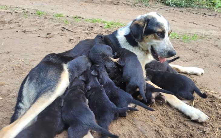 Zbiórka Mama i 10 maluszków w lesie - zdjęcie główne