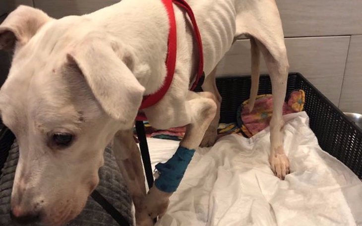 Zbiórka Pomóżmy Lunie wrócić do zdrowia - zdjęcie główne