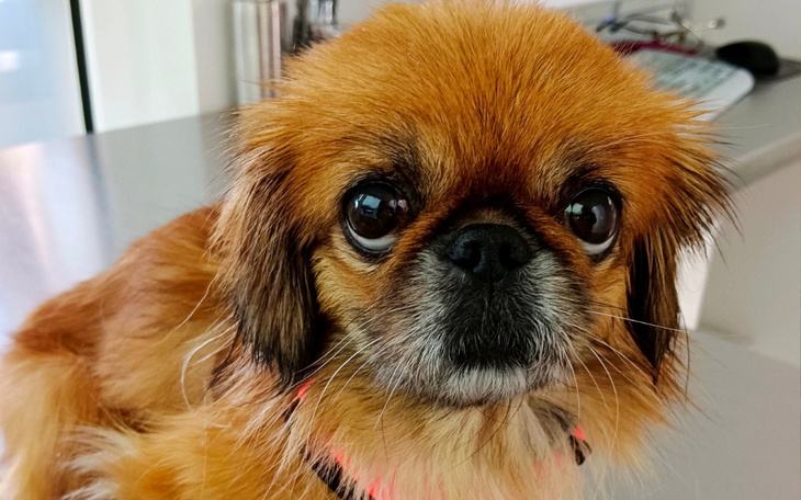 Mały piesek z brązowym futrem, patrzący z zainteresowaniem.