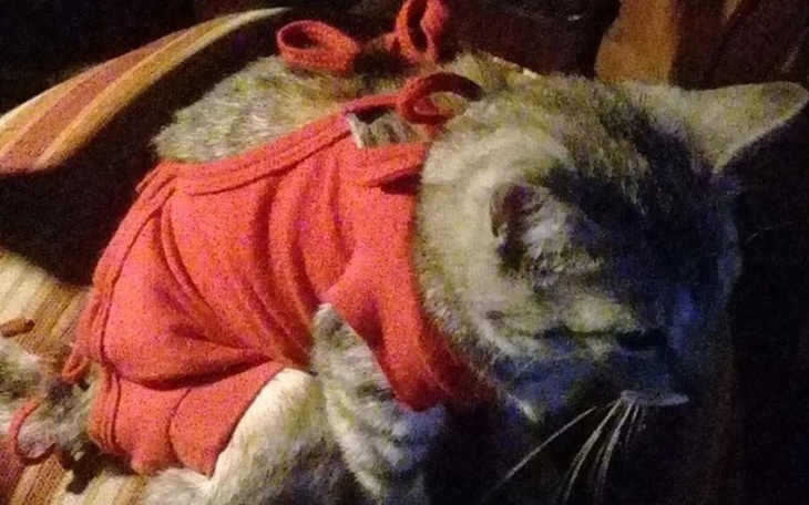 Zbiórka Porzucone - zdjęcie główne