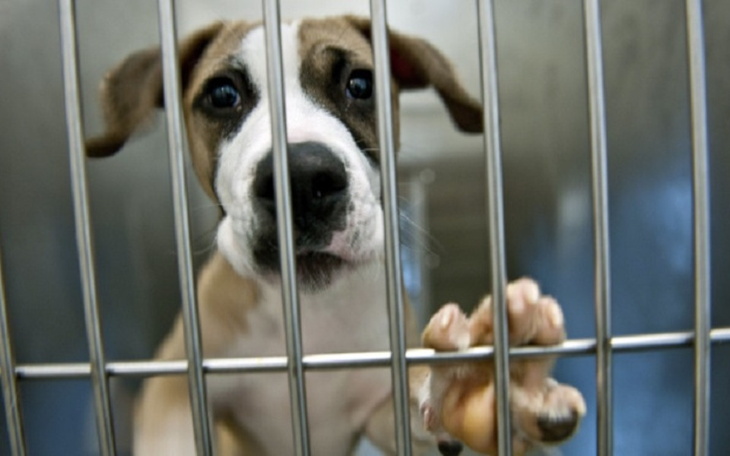 Zbiórka Zbiórka dla schroniska dla psiak - zdjęcie główne