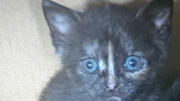 Zbiórka Feliway dla kociakow - miniaturka zdjęcia
