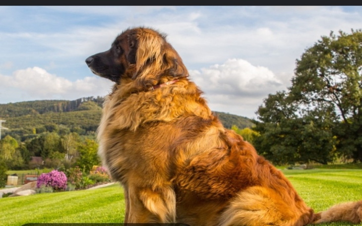 Zbiórka Zbieranie na Leonberder - zdjęcie główne