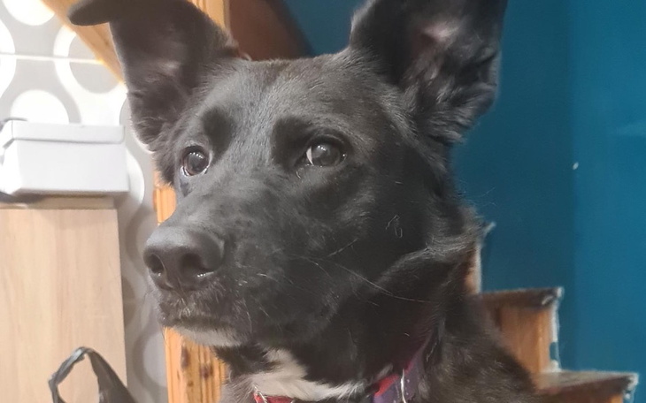 Zbiórka Zbiórka na leczenie Saby - zdjęcie główne