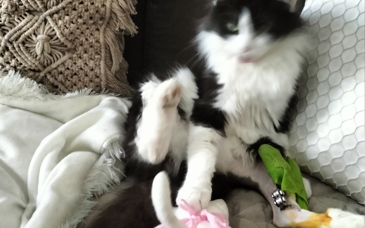 Zbiórka Złamana nóżka Zuzi pomóż - zdjęcie główne