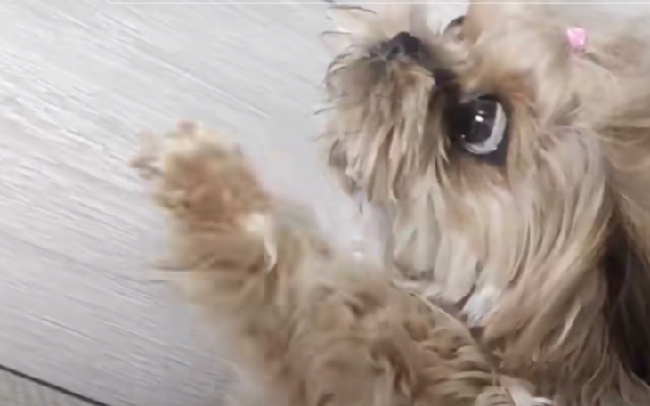 Zbiórka Na Chorego Psa Na Autyzm - zdjęcie główne