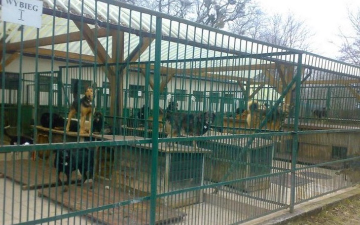 Zbiórka Zbiórka na schronisko2 - zdjęcie główne