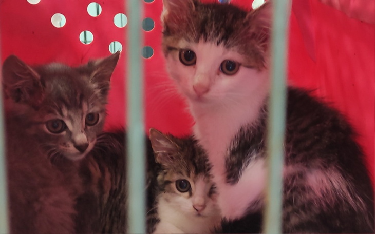 Trzy kocięta w czerwonym transporterze, wyglądające na zaniepokojone.