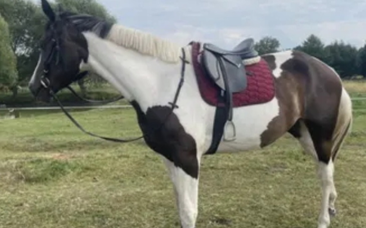 Zbiórka Na wymarzonego od dziecka konia - zdjęcie główne