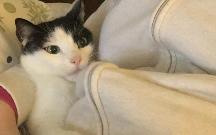 Zbiórka Pomoc dla kitka - zdjęcie główne