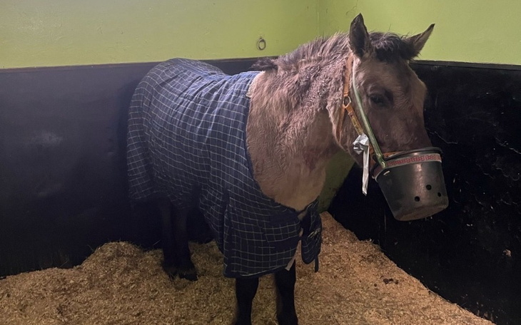 Koń w kocie, stojący w boksie, na podłodze słoma.