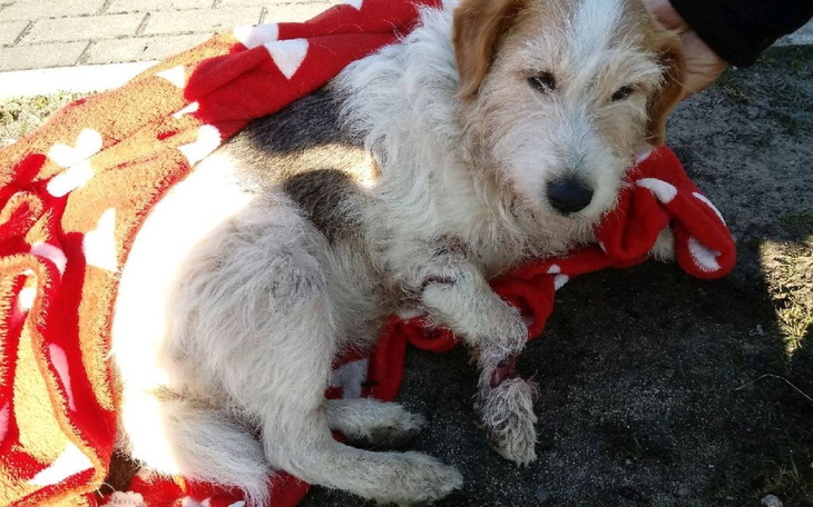 Zbiórka Złamana łapka u Diego - zdjęcie główne