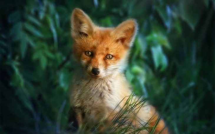 Zbiórka Dominika urodziny - zdjęcie główne