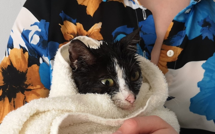 Zbiórka Kotka wyłowiona z jeziora - zdjęcie główne