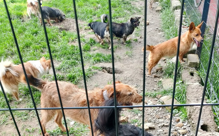 Grupa psów bawiących się na zewnątrz, w ogrodzie.