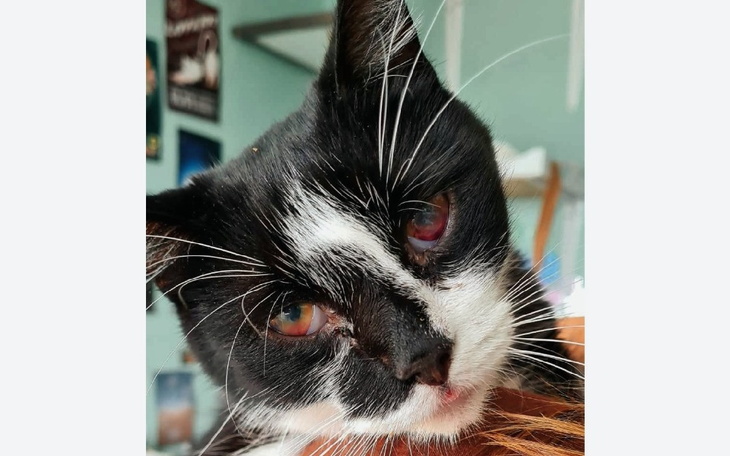 Zbiórka Dajmy Tadeuszowi drugą szansę - zdjęcie główne