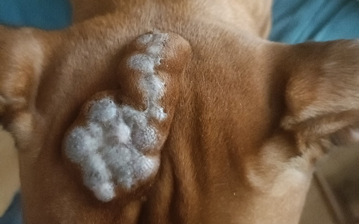 Zbiórka Wycięcie narośli u psa - zdjęcie główne