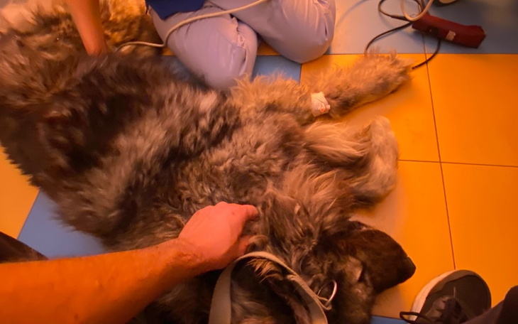 Zbiórka Koszty operacji i leczenia Pysi - zdjęcie główne