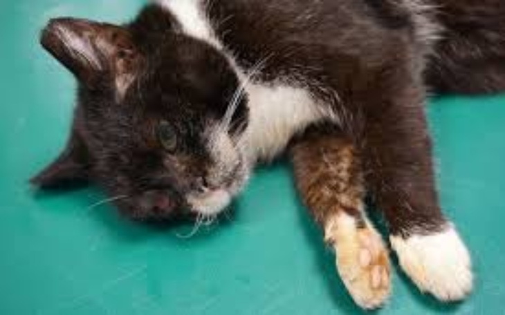 Zbiórka Głodne i bezdomne koty - zdjęcie główne