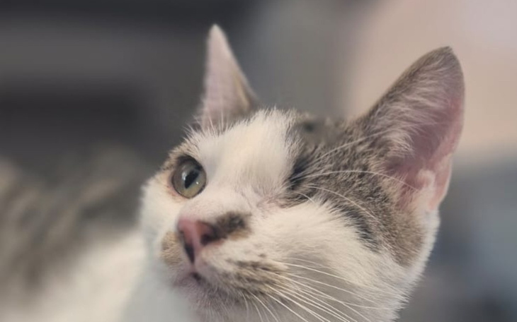 Kot z jednym okiem patrzący w stronę obiektywu.