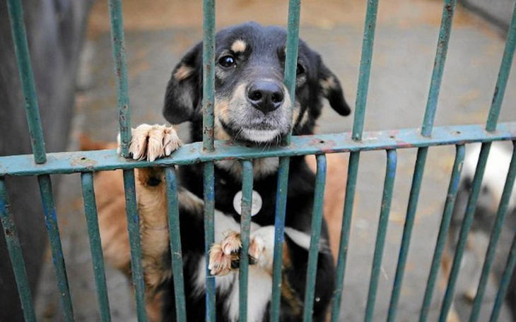 Zbiórka Pies to NIE jest prezent - zdjęcie główne