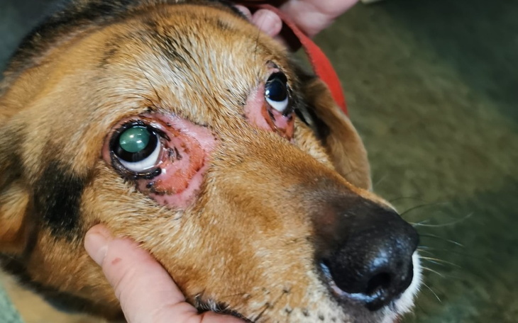 Zbiórka Zwierzęta cierpią w ciszy POMÓŻ - zdjęcie główne