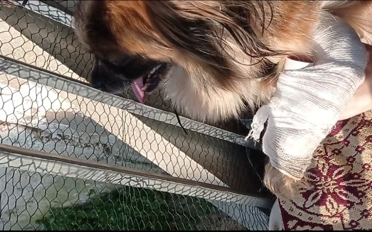 Zbiórka Amputacja łapki dla Melki - zdjęcie główne