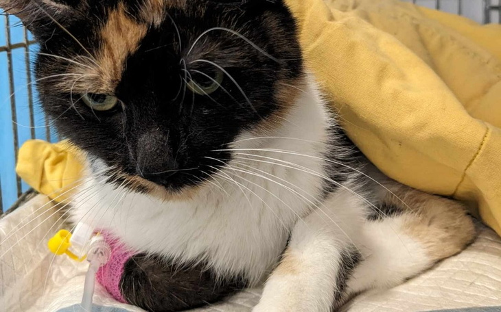 Zbiórka Kotka bardzo chora - zdjęcie główne