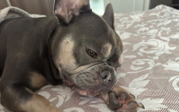 Francuski buldog leżący na łóżku, z zamkniętymi oczami.