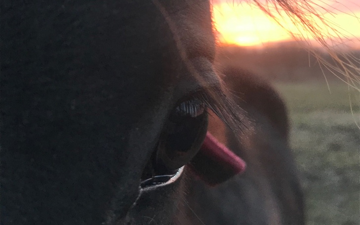 Zbiórka Zbieram na wymarzonego konika. - zdjęcie główne