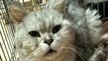 Zbiórka Otruty Stefanek walczy o życie - miniaturka zdjęcia