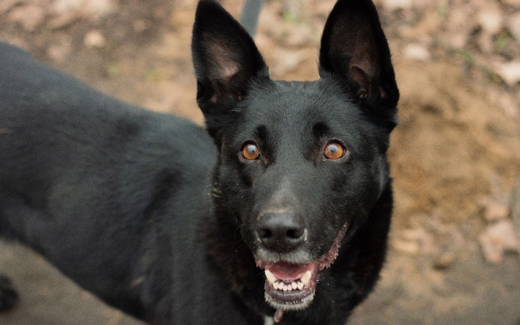 Zbiórka Sonia SZUKA DOMU - zdjęcie główne